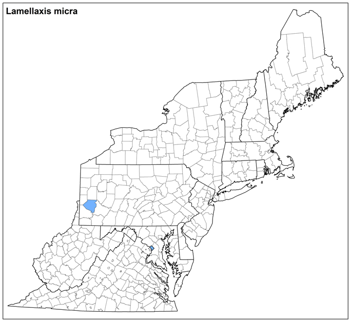 Lamellaxis micra Range Map